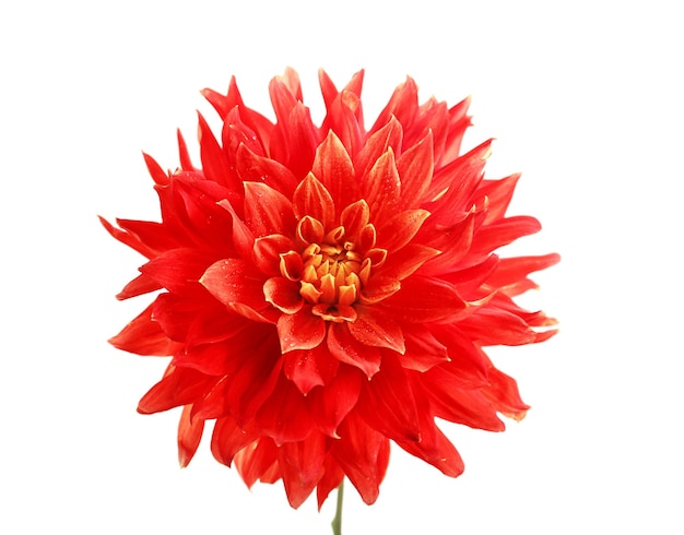 Hermosa flor de dalia roja aislada en blanco