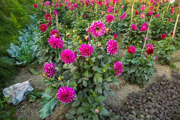 Hermosa flor de Dalia rosa floreciente en el árbol del jardín