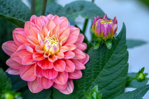 Hermosa flor de dalia rosa Jardinería flores perennes paisajismo