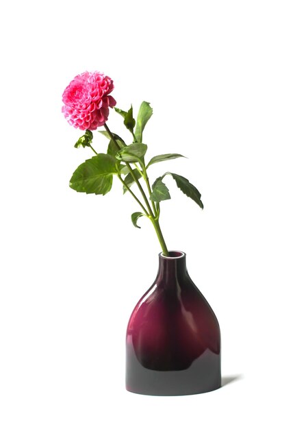 Hermosa flor de dalia rosa en un jarrón Hermosa planta floreciendo en verano