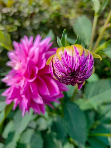 Hermosa flor de dalia rosa