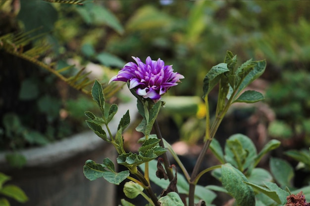 Hermosa flor de Daphnes