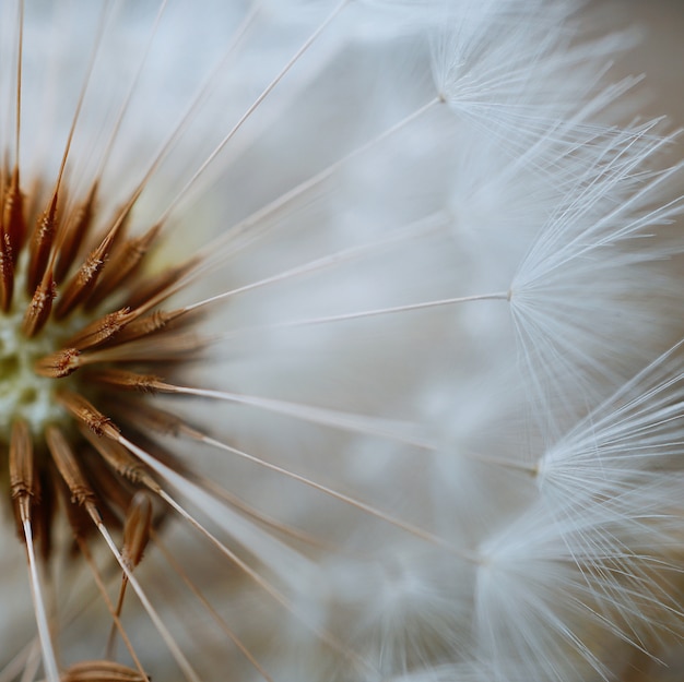 Foto la hermosa flor de diente de león en el jardín en la naturaleza.