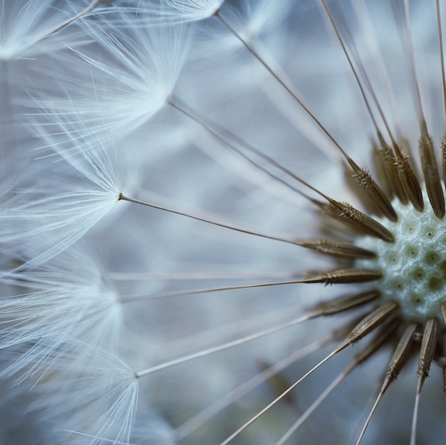 Foto la hermosa flor de diente de león en el jardín en la naturaleza.