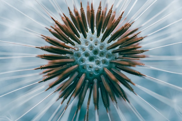 hermosa flor de diente de león en primavera fondo azul y blanco