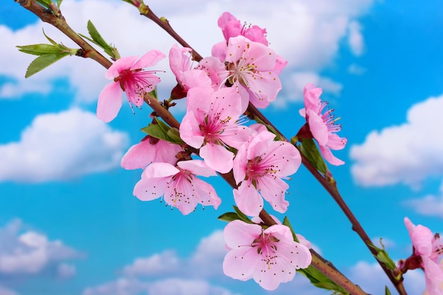 Hermosa flor de durazno rosa sobre fondo de cielo azul