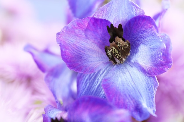 Hermosa flor de espuela de caballero azul de cerca