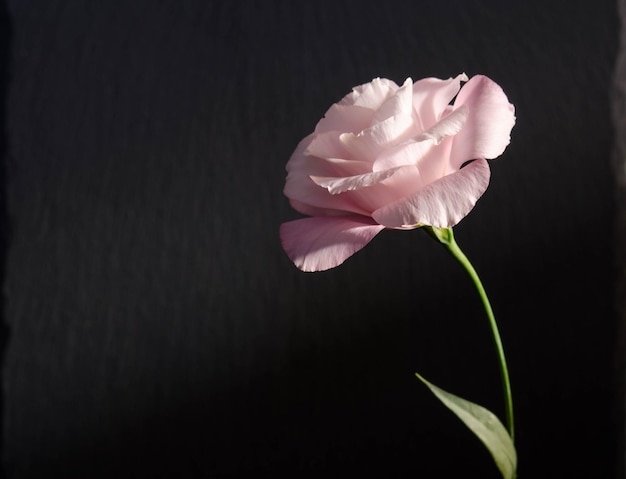 Hermosa flor de eustoma sola rosa sobre fondo oscuro