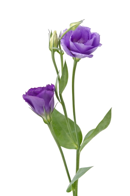 Hermosa flor de eustoma