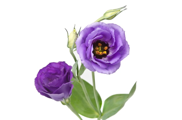 Hermosa flor de eustoma