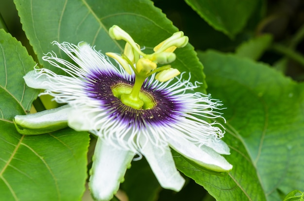 Hermosa flor exótica carpelo blanco y morado de Passiflora foetida o Wild Maracuja