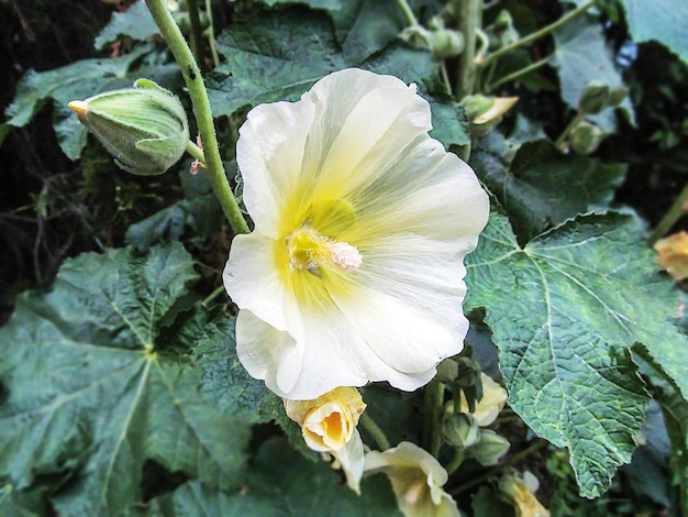 Hermosa flor floreciente y capullo de la planta de Malva