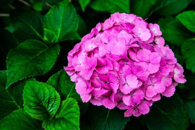 Hermosa flor, flores de hortensia, Hydrangea Macrophylla florece en el jardín de Japón.