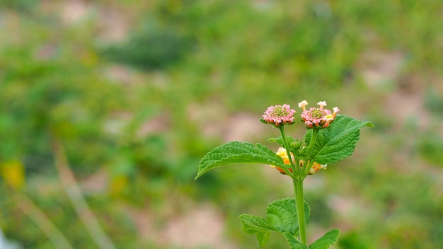 hermosa flor con fondo borroso