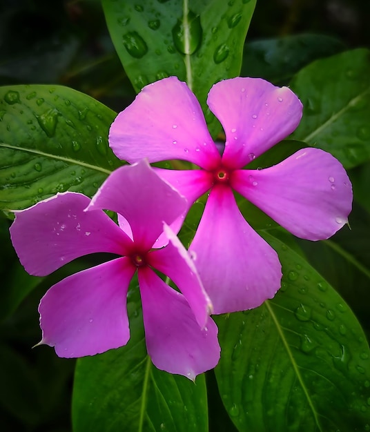 Hermosa flor fondo primer plano tiro