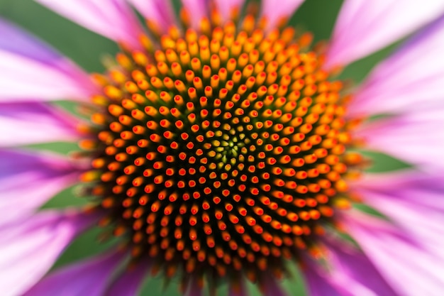 Hermosa flor fotografiada en primer plano