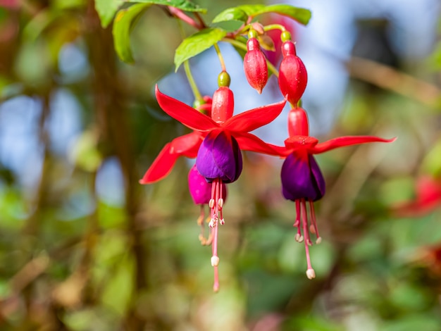 Una hermosa flor fucsia con luz