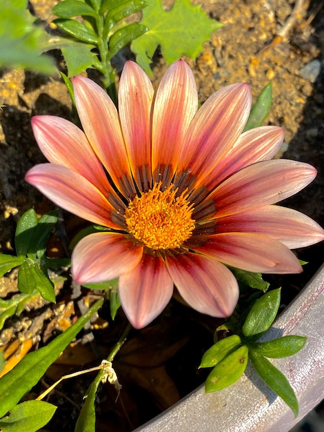 Hermosa flor de Gazania en el primer plano del jardín