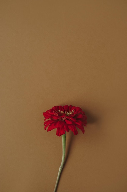 Hermosa flor de gerber de margarita roja sobre fondo marrón neutro Concepto floral minimalista estético con espacio de copia