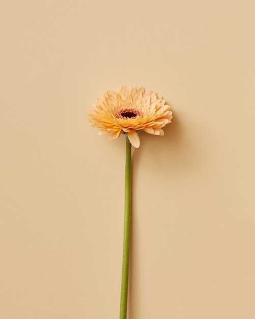 Una hermosa flor gerbera beige