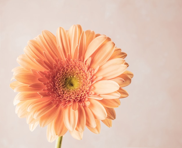 Hermosa flor de gerbera fresca sobre fondo de color pastel, macro