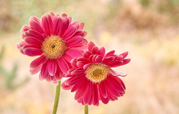 Hermosa flor de gerbera Gerbera es originaria de las regiones tropicales de América del Sur, África y Asia