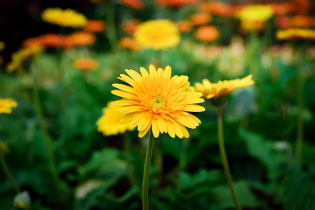 Hermosa flor de gerbera en el jardín