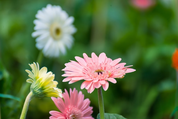 Hermosa flor de gerbera que florece en la decoración de la boda garden.flower