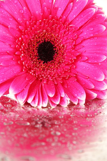 Hermosa flor de gerbera rosa de cerca