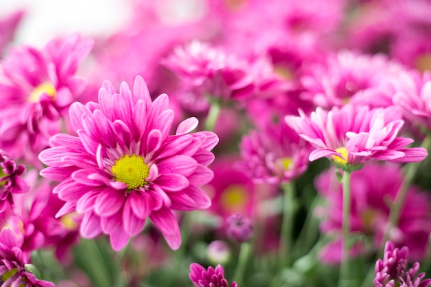 Hermosa flor de gerbera rosa en el jardín