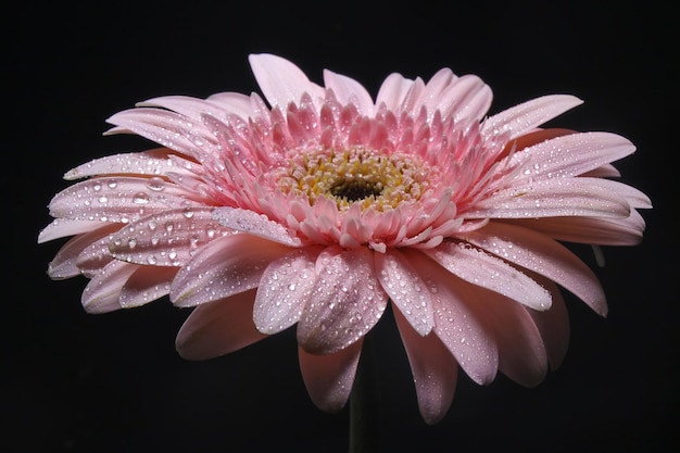 Hermosa flor de gerbera rosa sobre fondo negro