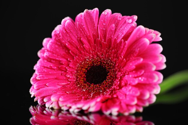 Foto hermosa flor de gerbera rosada sobre un fondo negro