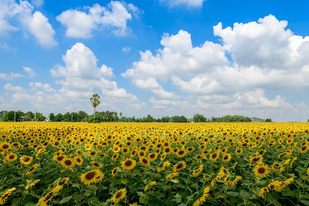 Hermosa flor de girasol en campo de girasoles con cielo azul y blanco nublado en temporada de invierno, Lop Buri TAILANDIA