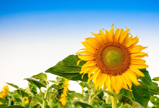 Hermosa flor de girasol durante la floración