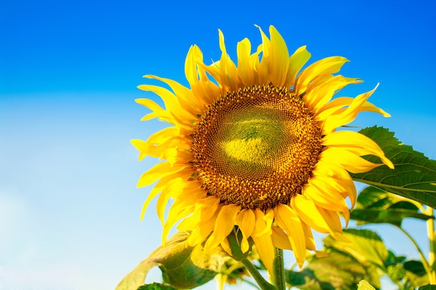 Hermosa flor de girasol durante la floración