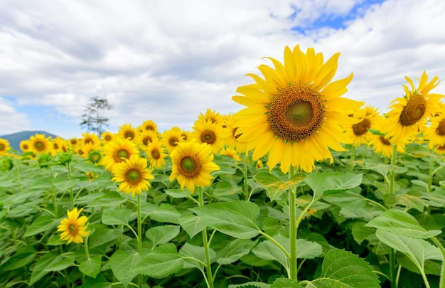 Hermosa flor de girasol que florece en el campo de flores de campo de girasoles en la temporada de invierno