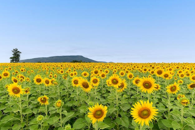 Hermosa flor de girasol que florece en el campo de girasoles en el cielo azul