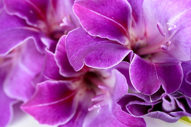 Hermosa flor de gladiolo de cerca