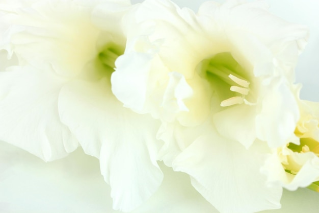 Hermosa flor de gladiolo de cerca