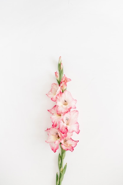 Hermosa flor de gladiolo rosa sobre blanco