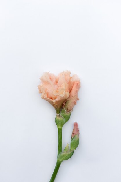 Hermosa flor de gladiolo rosa sobre fondo blanco. Concepto floral mínimo, flor simple, moderna y aislada. Minimalismo estética floral