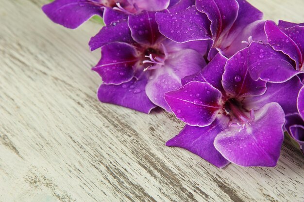 Hermosa flor de gladiolo sobre fondo de madera