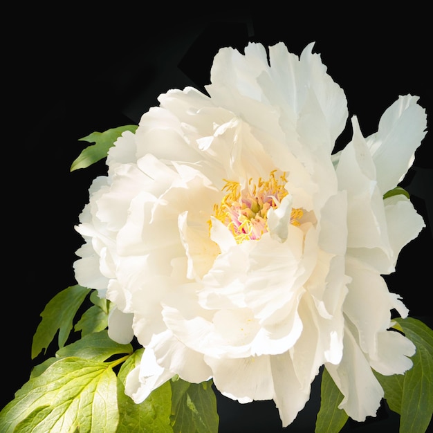 Hermosa flor grande de primer plano de peonía leñosa blanca