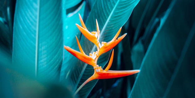 Hermosa flor de Heliconia sobre fondo de naturaleza de hoja tropical claro y oscuro