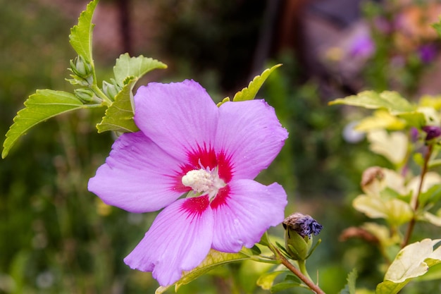 Hermosa flor de hibisco chino púrpura