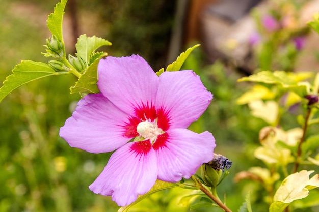 Hermosa flor de hibisco chino púrpura