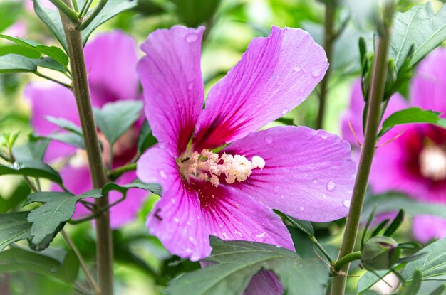 Hermosa flor de hibisco lila en el jardín en un día de verano después de la lluvia.