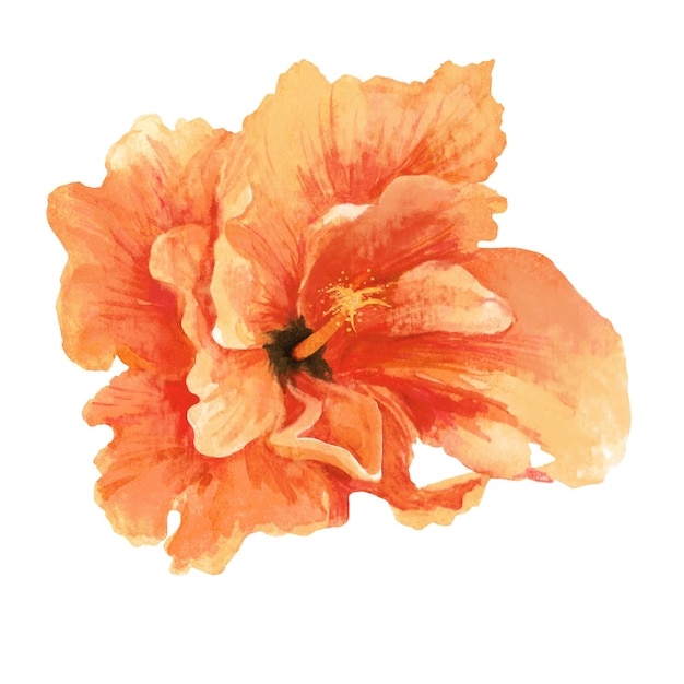 Hermosa flor de hibisco naranja exótica aislada sobre fondo blanco Ilustración acuarela