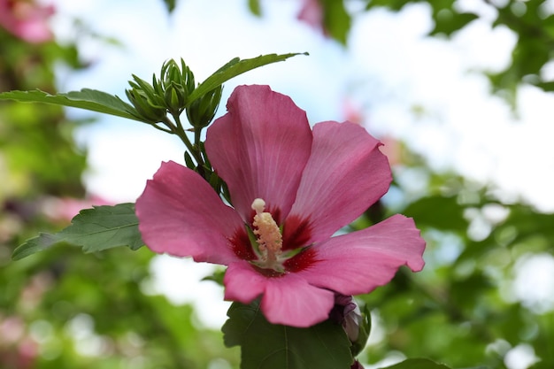 Hermosa flor de hibisco rosa que crece en el jardín de cerca