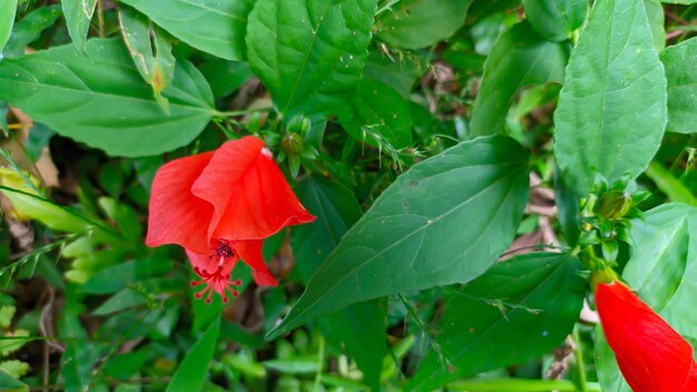 Foto hermosa flor hibiscus llamada latin hibiscus rosasinensis